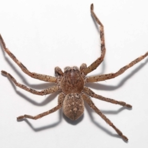 Neosparassus calligaster at Evatt, ACT - 25 Oct 2021