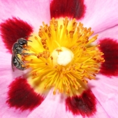 Lasioglossum (Chilalictus) sp. (genus & subgenus) (Halictid bee) at Evatt, ACT - 27 Oct 2021 by TimL