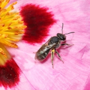 Lasioglossum (Chilalictus) sp. (genus & subgenus) at Evatt, ACT - 27 Oct 2021