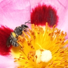 Lasioglossum (Chilalictus) sp. (genus & subgenus) at Evatt, ACT - 27 Oct 2021