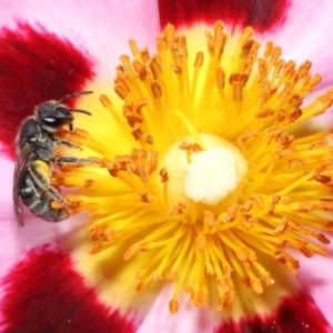 Lasioglossum (Chilalictus) sp. (genus & subgenus) at Evatt, ACT - 27 Oct 2021