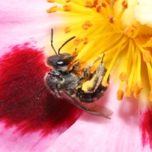 Lasioglossum (Chilalictus) sp. (genus & subgenus) at Evatt, ACT - 27 Oct 2021