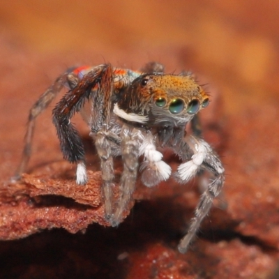 Maratus pavonis (Dunn's peacock spider) at Evatt, ACT - 23 Oct 2021 by TimL