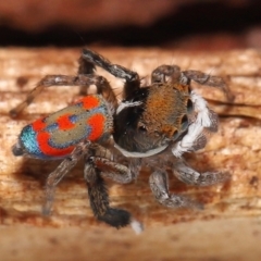 Maratus pavonis at Evatt, ACT - 23 Oct 2021