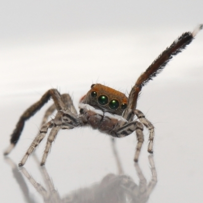 Maratus pavonis (Dunn's peacock spider) at Evatt, ACT - 23 Oct 2021 by TimL