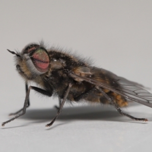 Tabanidae (family) at Evatt, ACT - 24 Oct 2021 07:31 PM