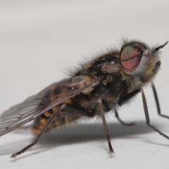 Tabanidae (family) at Evatt, ACT - 24 Oct 2021 07:31 PM