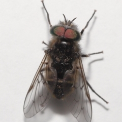 Tabanidae (family) at Evatt, ACT - 24 Oct 2021