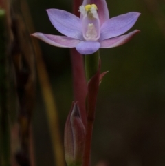 Thelymitra pauciflora (TBC) at Penrose, NSW - 28 Oct 2021 by Snowflake