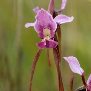 Diuris diminuta at Penrose, NSW - 28 Oct 2021