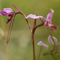 Diuris diminuta at Penrose, NSW - 28 Oct 2021