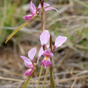 Diuris diminuta at Penrose, NSW - 28 Oct 2021