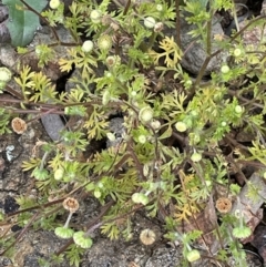 Cotula australis (Common Cotula, Carrot Weed) at Mount Majura - 28 Oct 2021 by JaneR