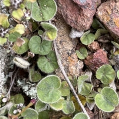 Dichondra repens (Kidney Weed) at Mount Majura - 28 Oct 2021 by JaneR