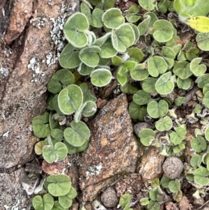 Dichondra repens at Watson, ACT - 28 Oct 2021