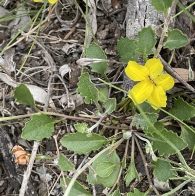 Goodenia hederacea (Ivy Goodenia) at Mount Majura - 28 Oct 2021 by JaneR