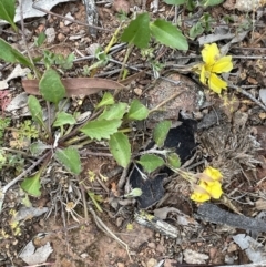 Goodenia hederacea at Watson, ACT - 28 Oct 2021