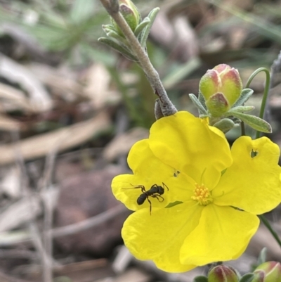 Hibbertia obtusifolia (Grey Guinea-flower) at Mount Majura - 28 Oct 2021 by JaneR