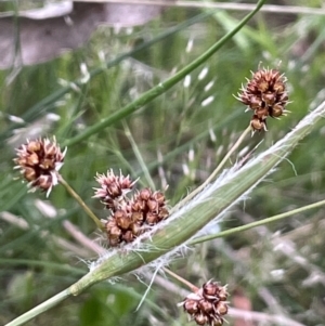 Luzula densiflora at Watson, ACT - 28 Oct 2021 06:15 PM