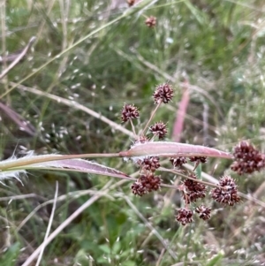 Luzula densiflora at Watson, ACT - 28 Oct 2021 06:15 PM