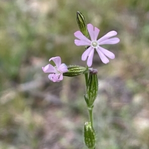 Silene gallica var. gallica at Watson, ACT - 28 Oct 2021