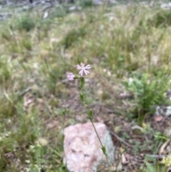 Silene gallica var. gallica at Watson, ACT - 28 Oct 2021