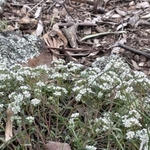 Poranthera microphylla at Watson, ACT - 28 Oct 2021