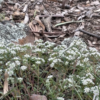 Poranthera microphylla (Small Poranthera) at Mount Majura - 28 Oct 2021 by JaneR