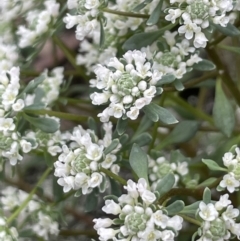 Poranthera microphylla at Watson, ACT - 28 Oct 2021