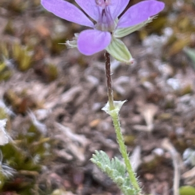 Erodium (genus) (A Storksbill) at Watson, ACT - 28 Oct 2021 by JaneR