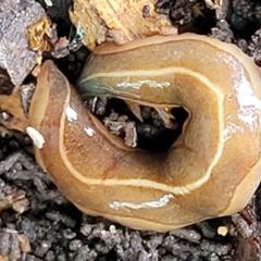 Australopacifica scaphoidea (Skiff planarian) at Lyneham, ACT - 28 Oct 2021 by trevorpreston