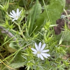 Stellaria pungens (Prickly Starwort) at Mount Majura - 28 Oct 2021 by JaneR