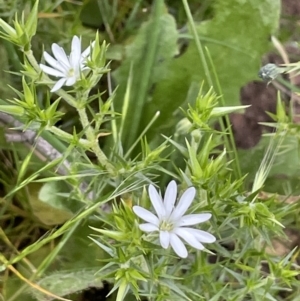 Stellaria pungens at Watson, ACT - 28 Oct 2021