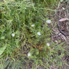 Stellaria pungens at Watson, ACT - 28 Oct 2021