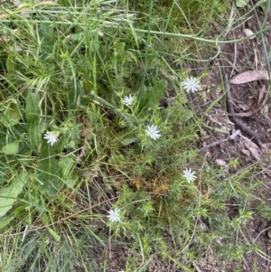 Stellaria pungens at Watson, ACT - 28 Oct 2021