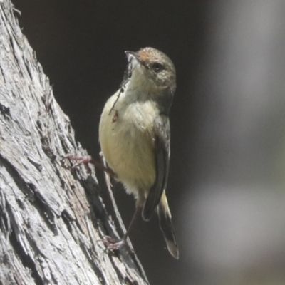 Acanthiza reguloides (Buff-rumped Thornbill) at The Pinnacle - 22 Oct 2021 by AlisonMilton