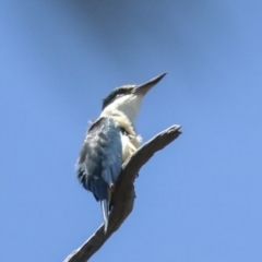 Todiramphus sanctus (Sacred Kingfisher) at The Pinnacle - 27 Oct 2021 by AlisonMilton