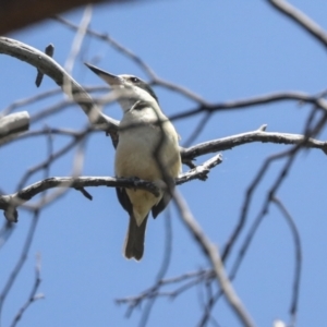 Todiramphus sanctus at Hawker, ACT - 27 Oct 2021