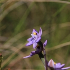 Thelymitra peniculata (Blue Star Sun-orchid) at Mount Majura - 27 Oct 2021 by petersan