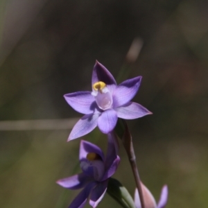 Thelymitra peniculata at Hackett, ACT - suppressed