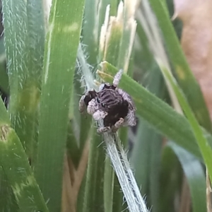 Maratus vespertilio at Turner, ACT - 26 Oct 2021