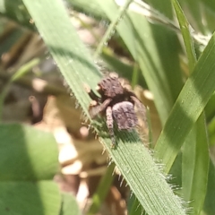 Maratus vespertilio at Turner, ACT - suppressed