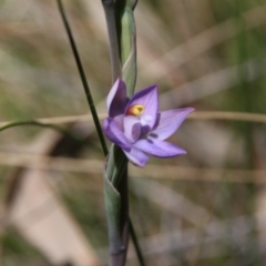 Thelymitra peniculata (Blue Star Sun-orchid) at Mount Majura - 27 Oct 2021 by petersan