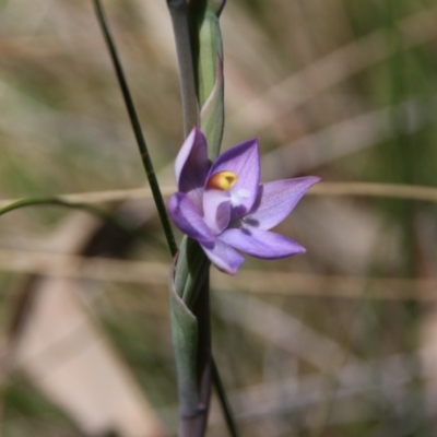 Thelymitra peniculata (Blue Star Sun-orchid) at Mount Majura - 27 Oct 2021 by petersan