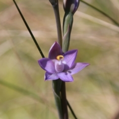 Thelymitra peniculata at Hackett, ACT - 27 Oct 2021