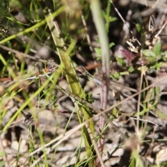 Thelymitra peniculata at Hackett, ACT - suppressed