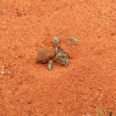 Bembix sp. (genus) (Unidentified Bembix sand wasp) at Acton, ACT - 15 Dec 2019 by Amata