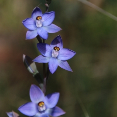 Thelymitra peniculata (Blue Star Sun-orchid) at Mount Majura - 28 Oct 2021 by petersan