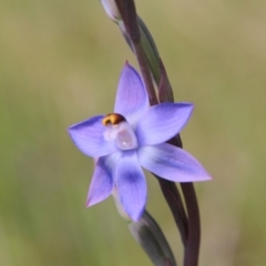 Thelymitra peniculata at Hackett, ACT - suppressed