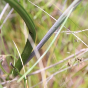 Thelymitra peniculata at Hackett, ACT - suppressed